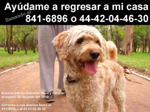 Ayúdame a regresar a mi casa-2