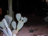 img_0248-copy